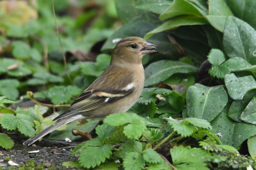 Femelle pinson des arbres photo et image animaux, animaux sauvages