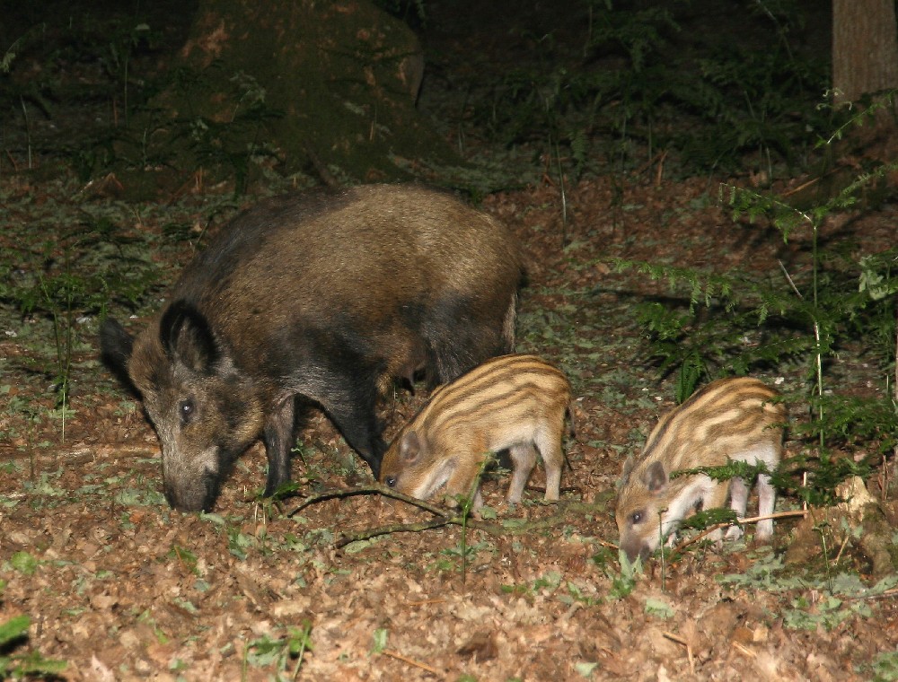 Femelle sanglier avec ses petits