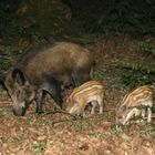 Femelle sanglier avec ses petits