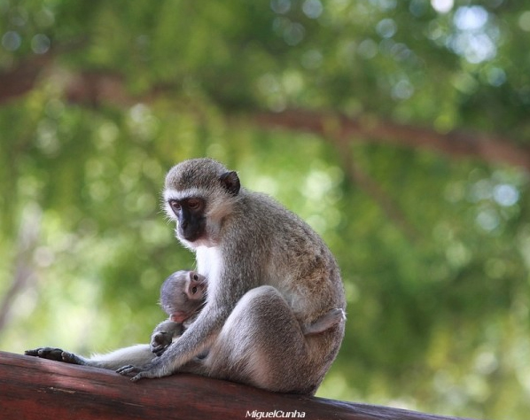 Femelle Vervet et son petit