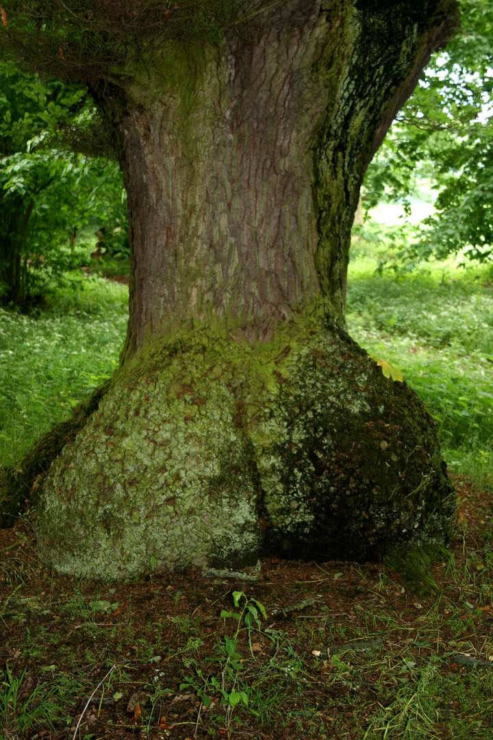 feminine oak ;-)