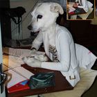 Femme chien au bureau