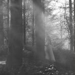 Femme fantôme en forêt