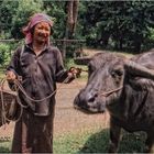 '' Femme Thaï , et Buffle ''