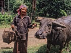 '' Femme Thaï , et Buffle ''