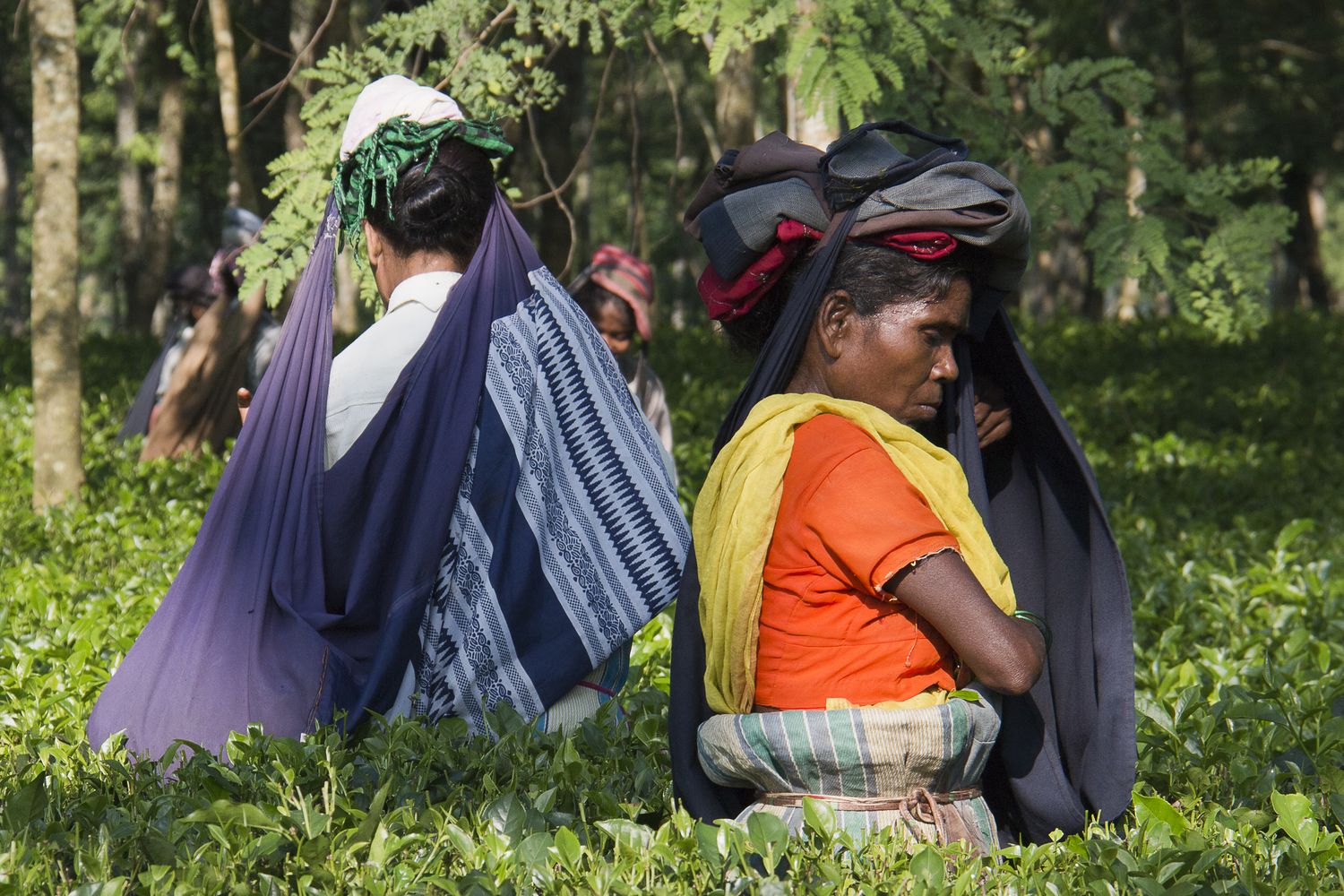 femmes dans la théière