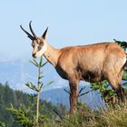 Femmina adulta di camoscio alpino