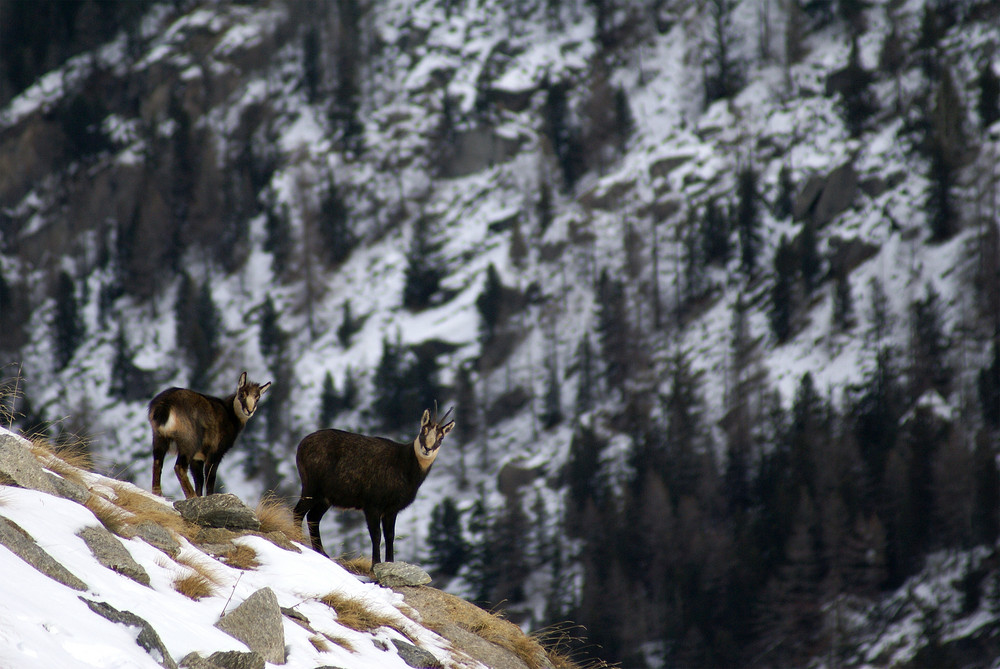 Femmina di camoscio con il suo piccolo