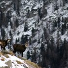 Femmina di camoscio con il suo piccolo