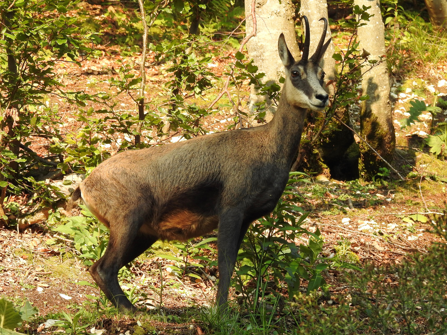 Femmina di camoscio in posa