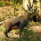 Femmina di camoscio in posa