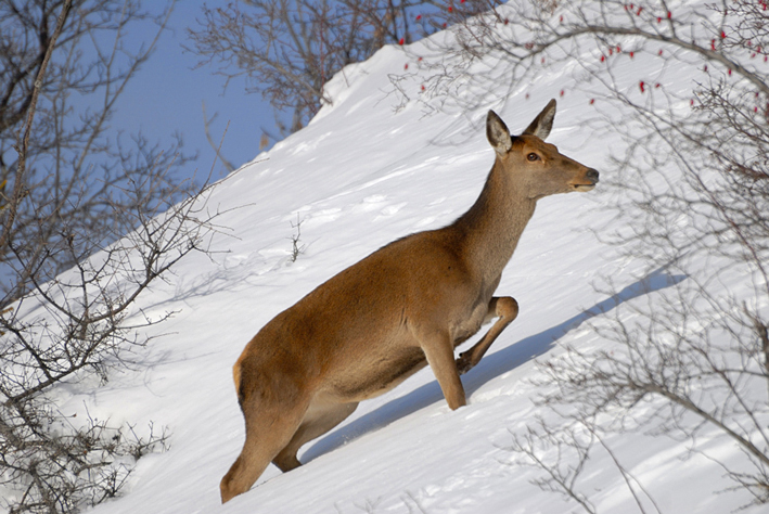 femmina di cervo (Cervus elaphus)