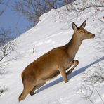 femmina di cervo (Cervus elaphus)