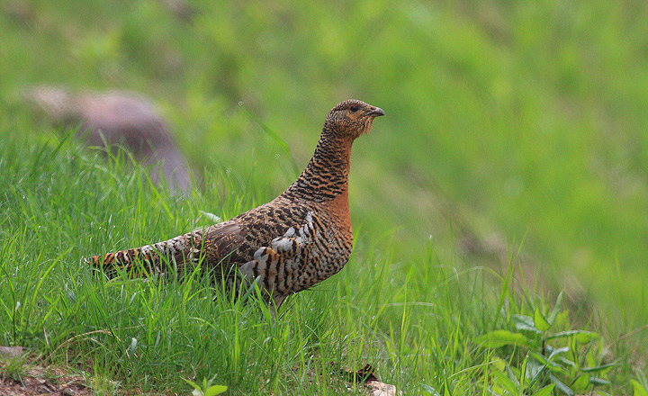 femmina di gallo cedrone