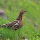 femmina di gallo cedrone