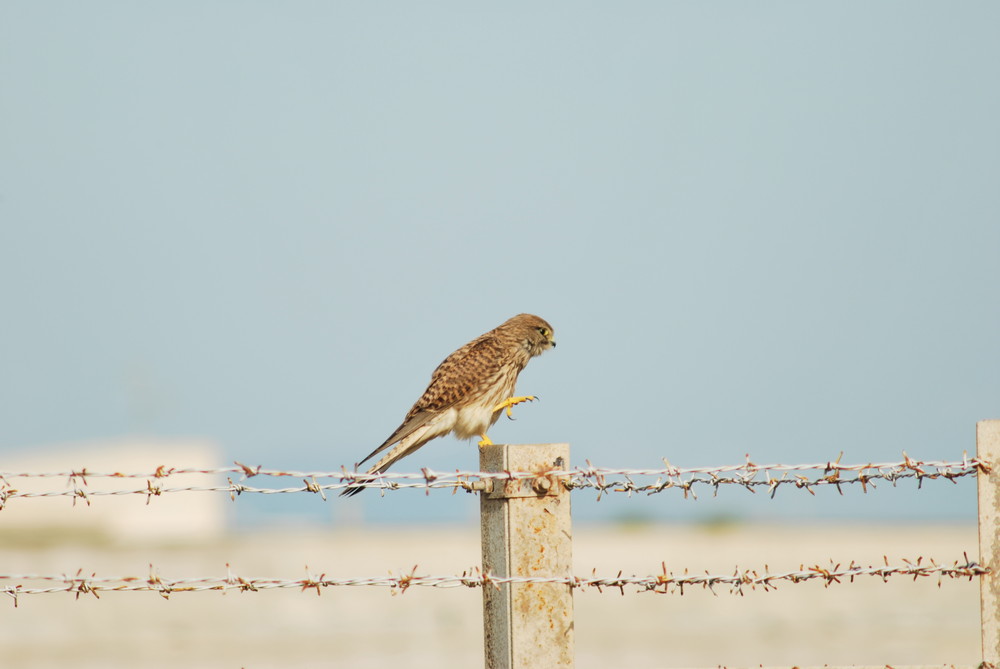 Femmina di Gheppio (Falco tinnunculus)