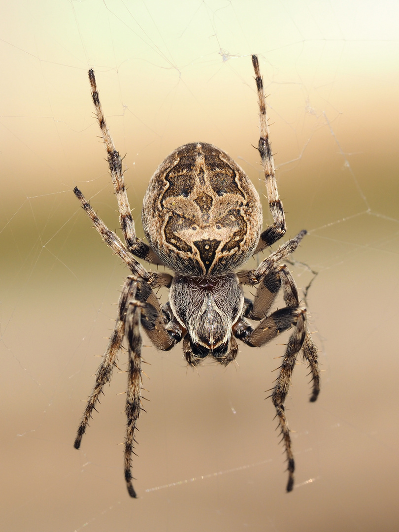 femmina di Larinioides sericatus (ex L. sclopetarius)