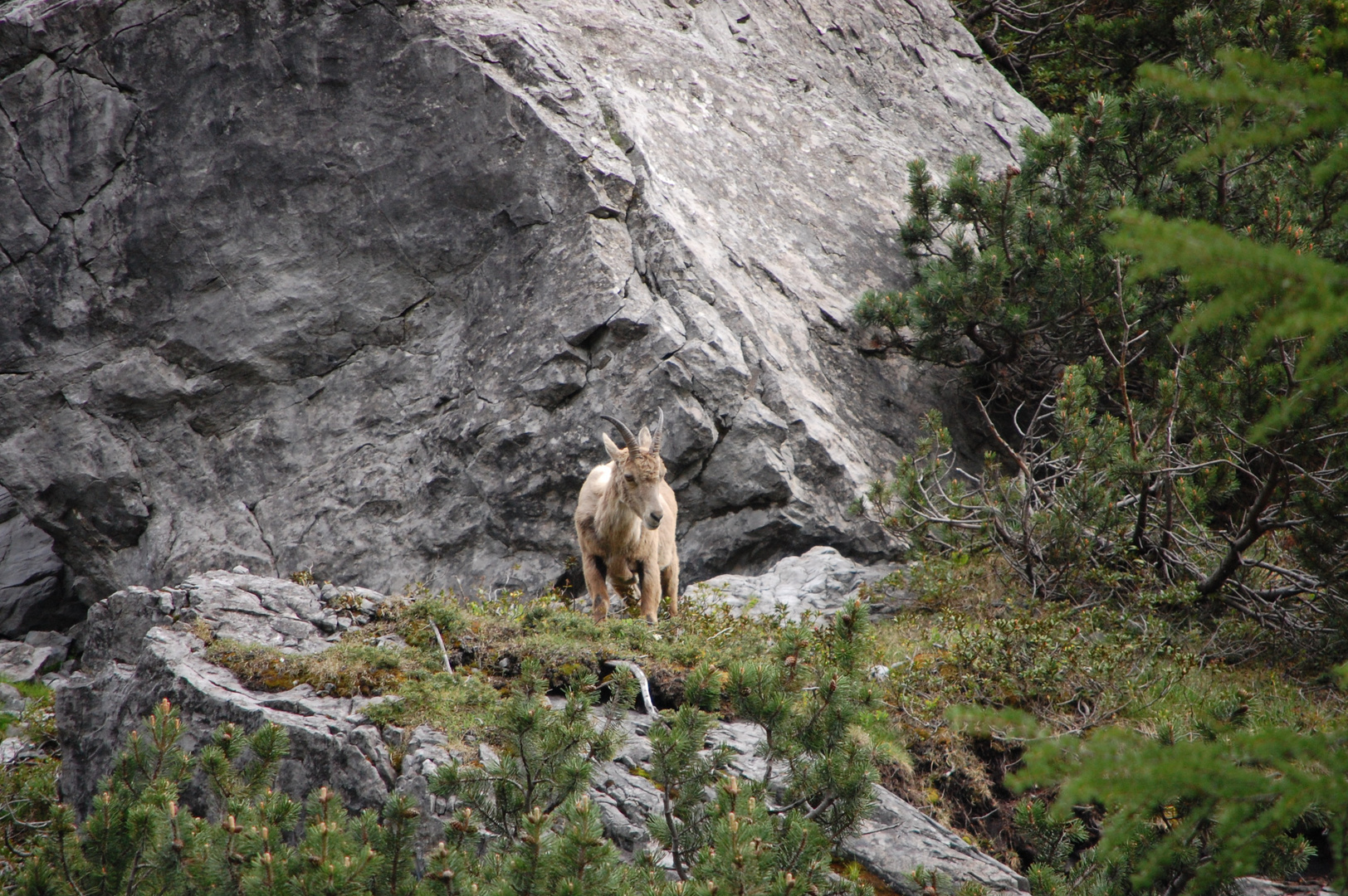 Femmina di stambecco ( Parco nazionale dello Stelvio)