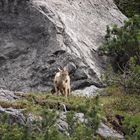 Femmina di stambecco ( Parco nazionale dello Stelvio)