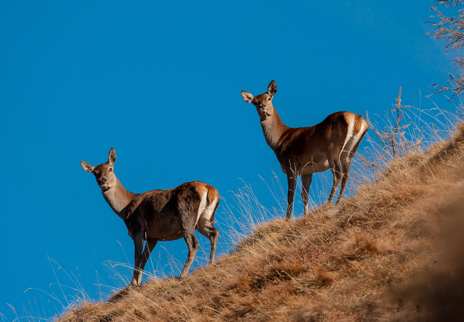 Femmine del parco alla ricerca del cervo ...migliore