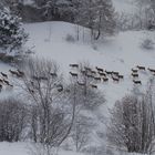 Femmine di cerve in cerca di cibo