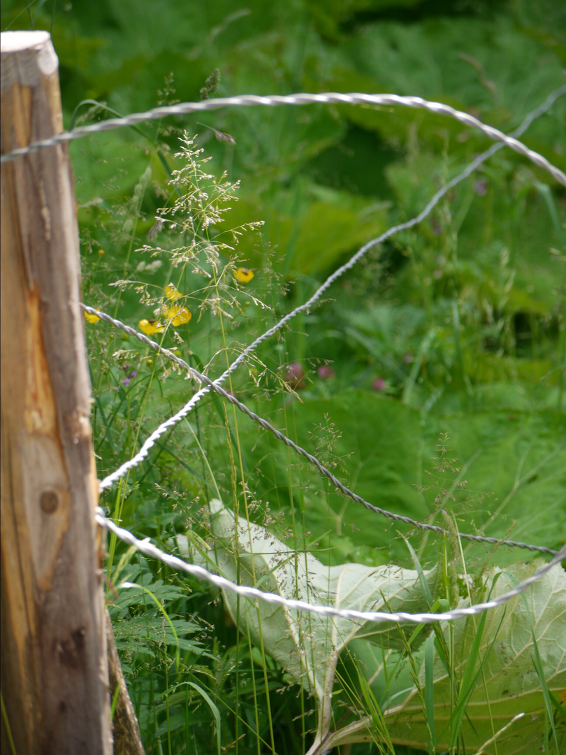 Fence, Allgaeu, Hintersteiner Valley