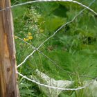 Fence, Allgaeu, Hintersteiner Valley