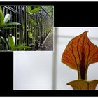 Fence and plants