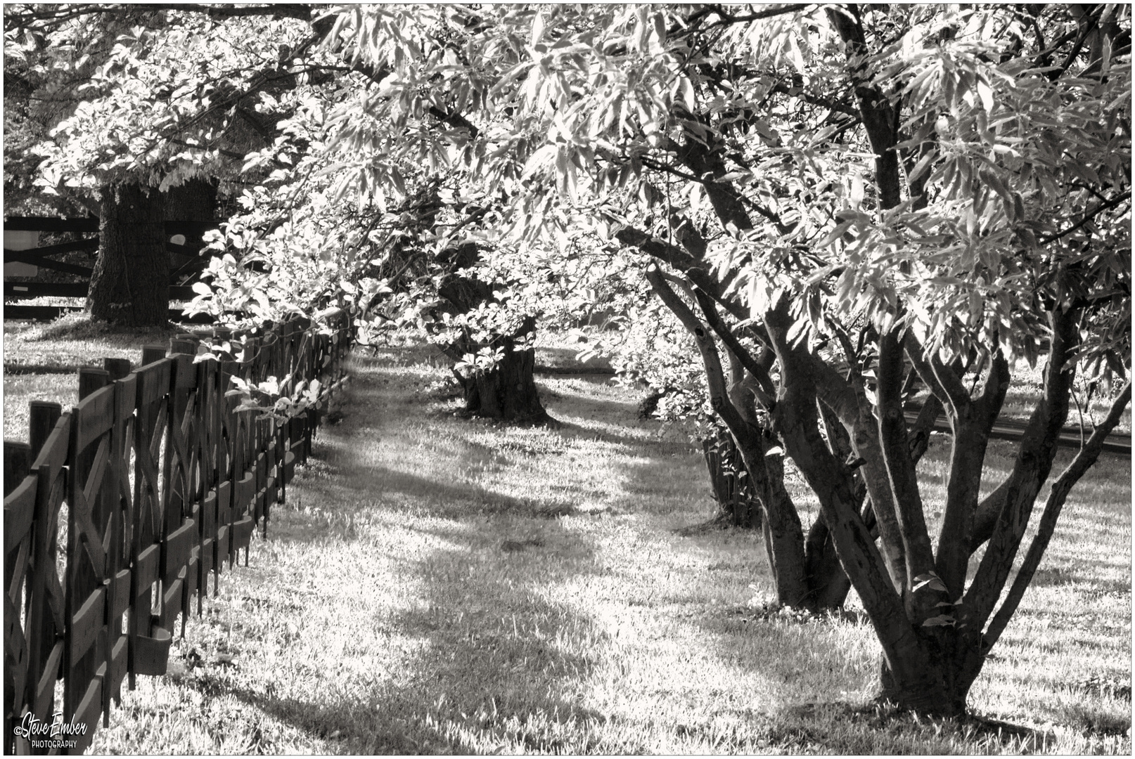 Fence and Trees on a Late Afternoon in May 