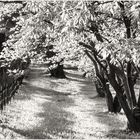 Fence and Trees on a Late Afternoon in May 