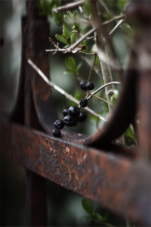 Fence Berry