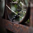 Fence Berry
