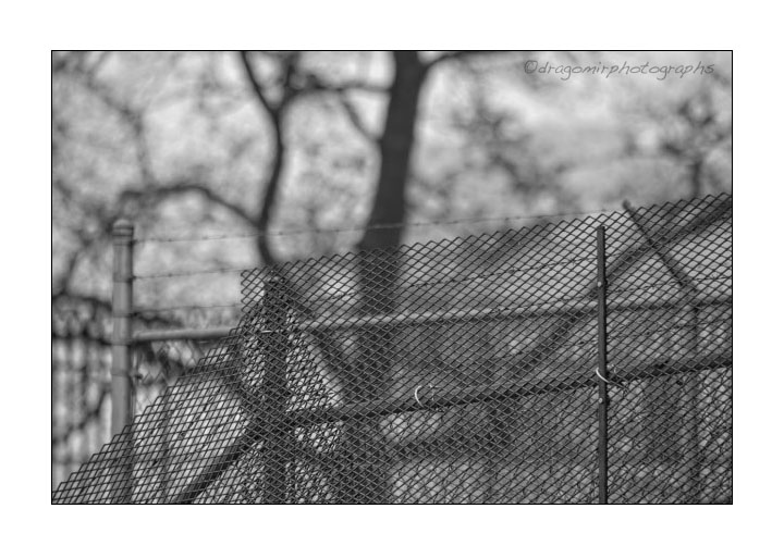 Fence 