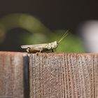 Fence Hopper