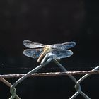 fence landing