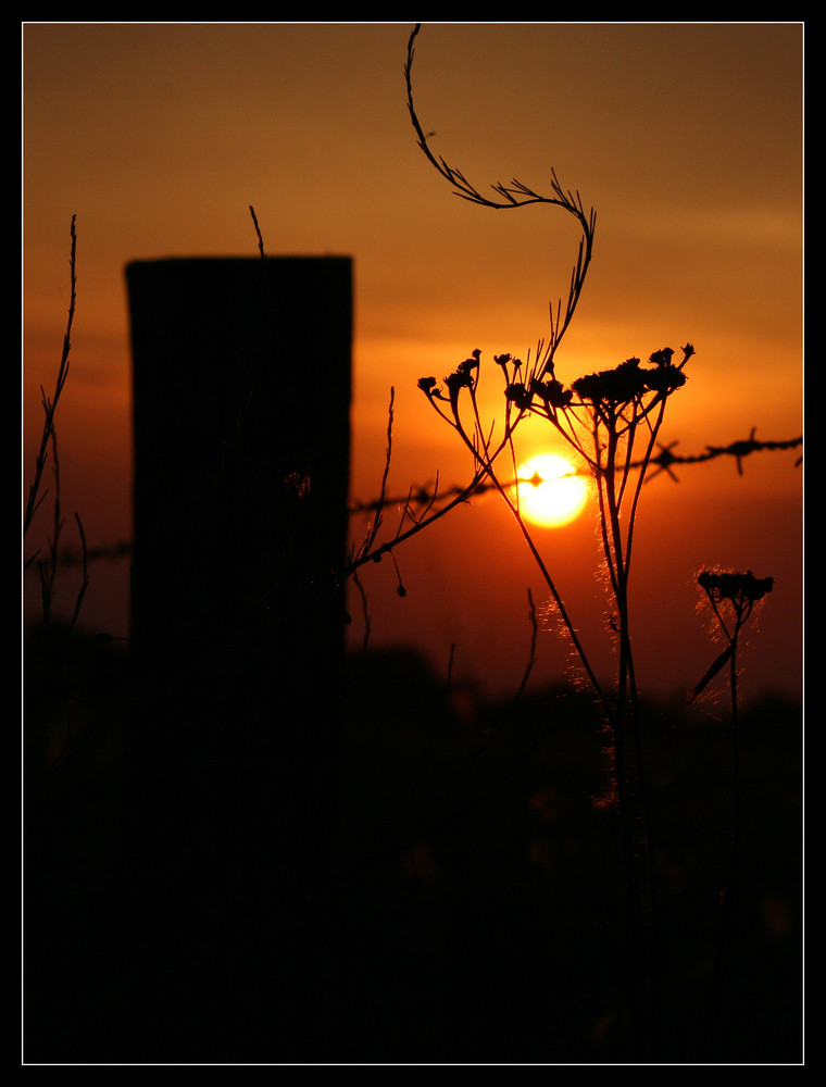 Fence post von FockeWulf 