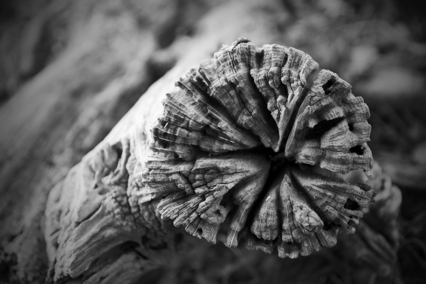 Fence Post