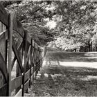 Fence, Trees, and Shadows - A Meadowlark Gardens Springtime Impression 