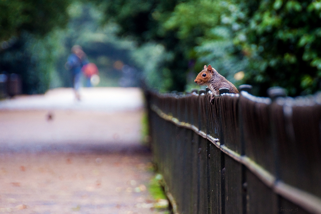 Fence with surprise