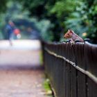 Fence with surprise