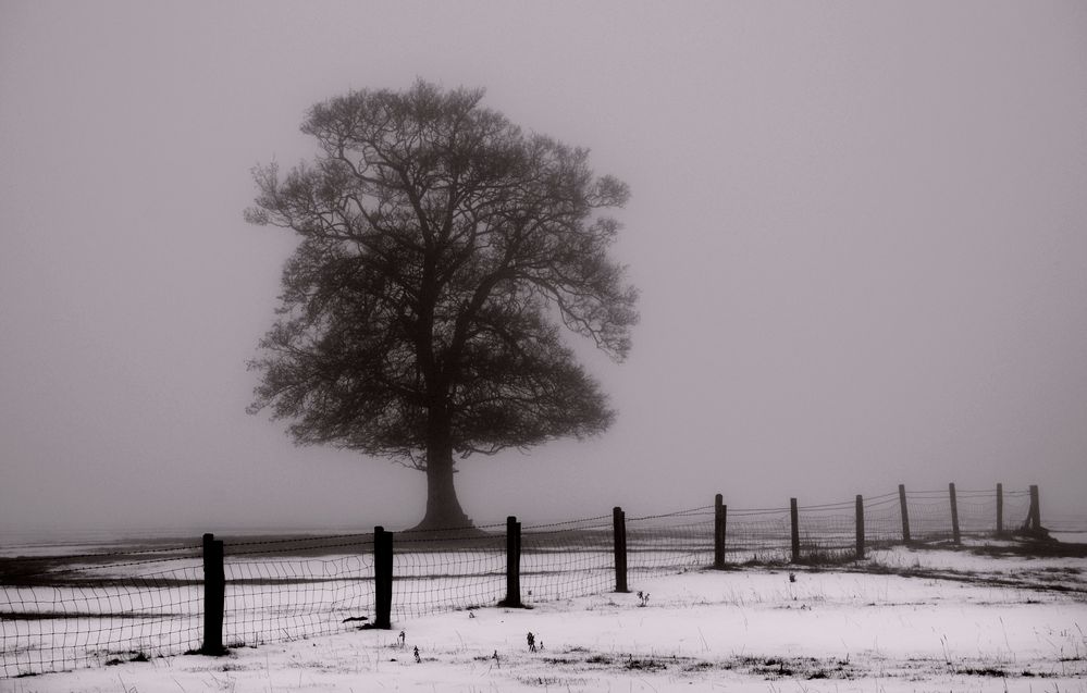 Fenced In