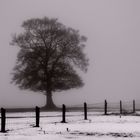 Fenced In