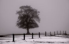 Fenced In