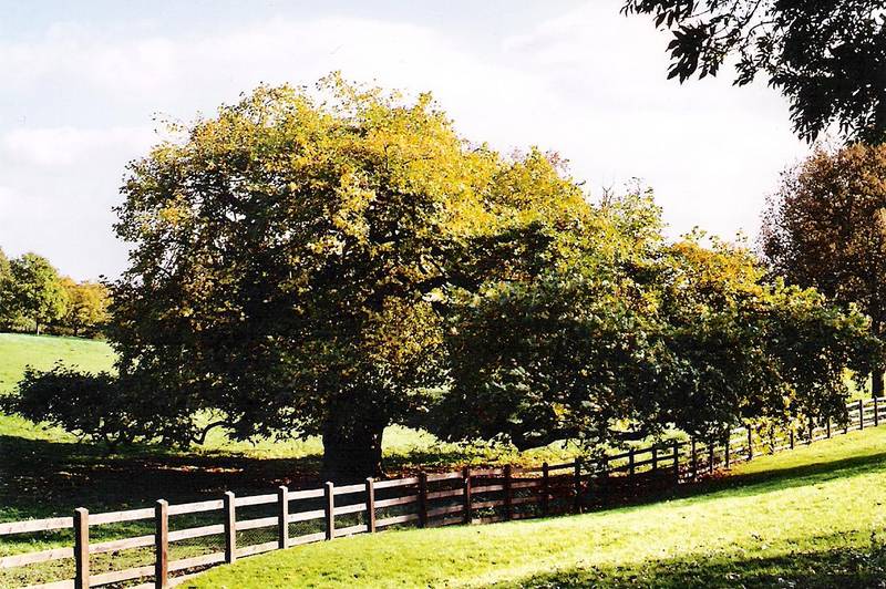 Fenced in tree