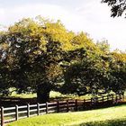 Fenced in tree