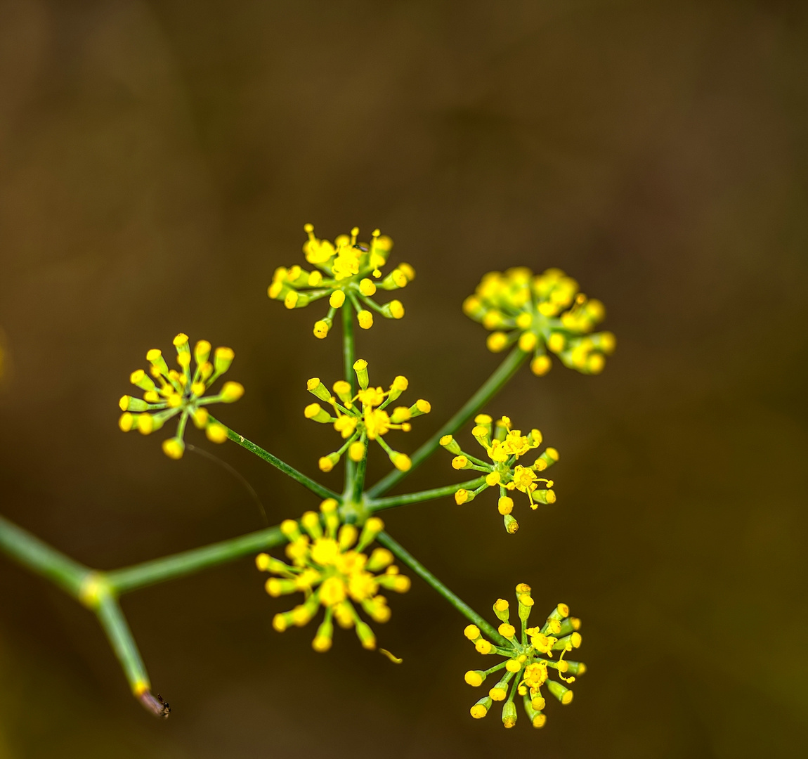 Fenchel