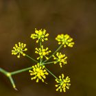 Fenchel