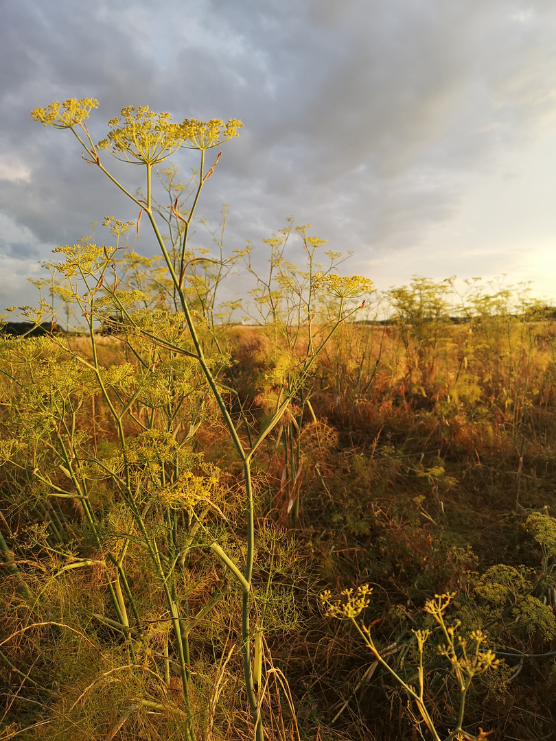 Fenchel