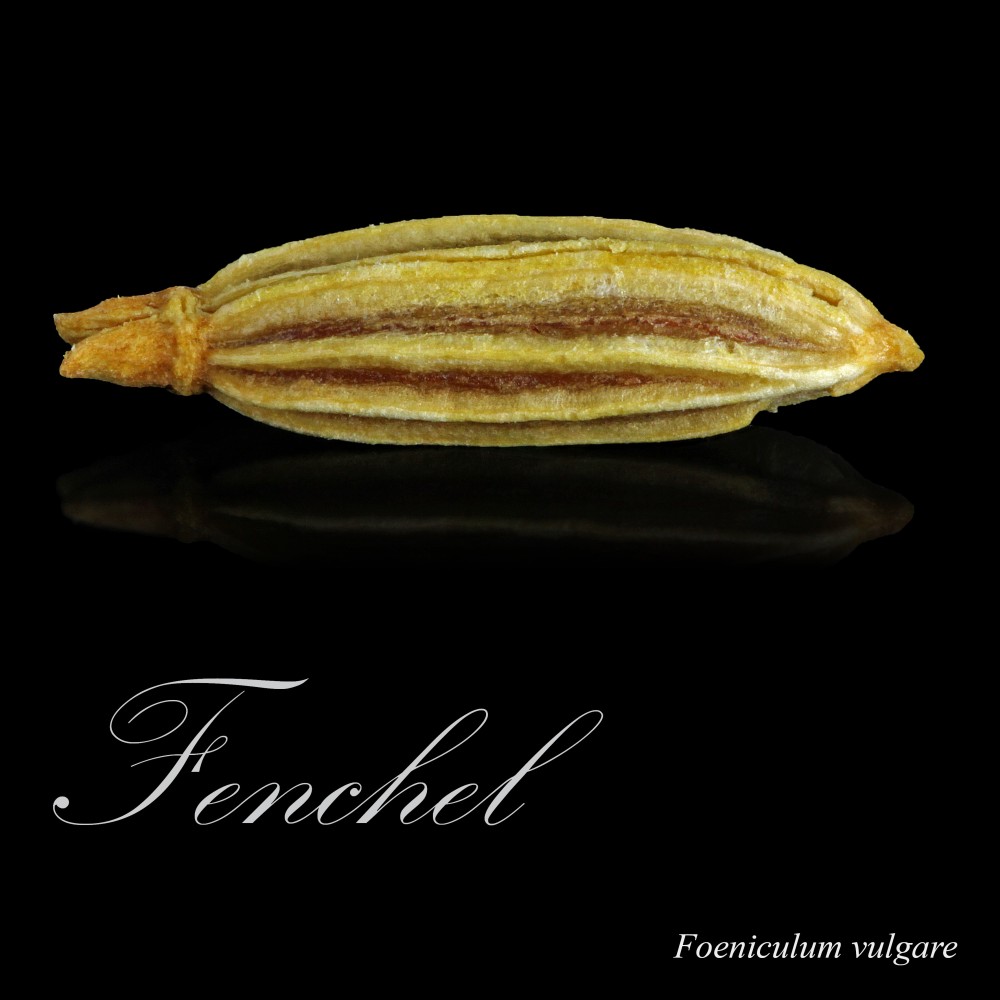 Fenchel