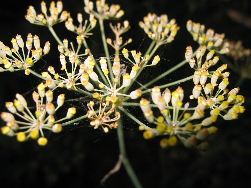 Fenchel